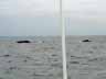 [Two whales]