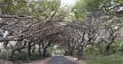 [Trees Over Road]