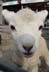 [Lamb]