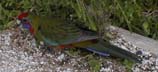 [Lorikeet]